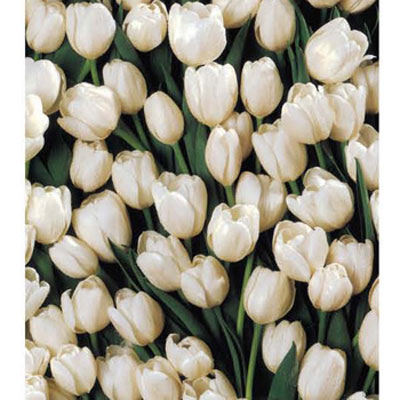 Пакет подарочный "Белые тюльпаны", 26 см x 33 см x 13 см бумага Изготовитель: Китай Артикул: 13667 инфо 8533c.
