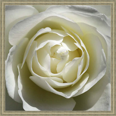 Постер "Белая роза", 50 см х 50 см символ чистоты души и намерений инфо 13187f.